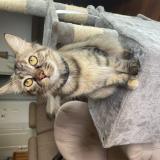 Picture of cat lost at Le Palais Sur Vienne