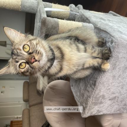 Photo 1/1 Naia Chat lost in Le palais sur vienne