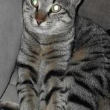 Picture of cat lost at Le Pontet