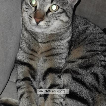 Photo 1/1 Rio Chat lost in Le pontet