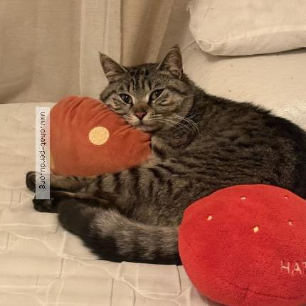 Photo 1/1 Cat reunited Found in Saint fons