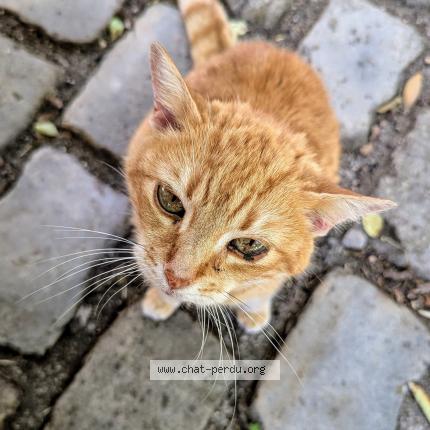 Photo 1/1 Caline Chat lost in Orleans
