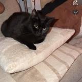 Picture of cat lost at Revel