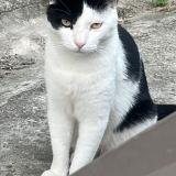 Picture of cat lost at Gelos