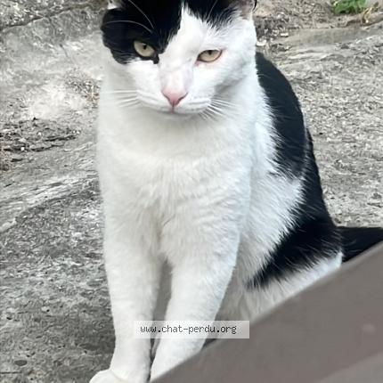 Photo 1/1 Vanille Chat lost in Gelos