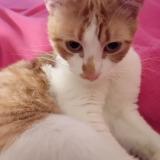 Picture of cat lost at Perpignan