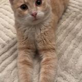 Picture of cat lost at Villeneuve Le Roi