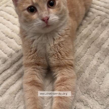 Photo 1/1 Asad Chat lost in Villeneuve le roi