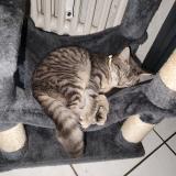 Picture of cat lost at Saint Didier En Velay