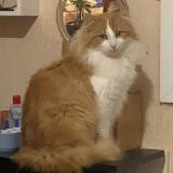 Picture of cat lost at Pellevoisin