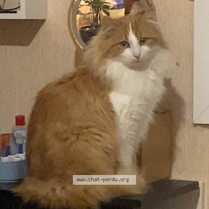 Photo 1/1 Nougette Chat lost in Pellevoisin