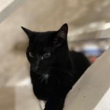 Picture of cat lost at Rixensart