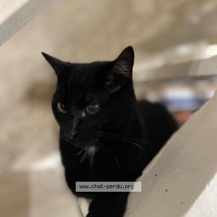 Photo 1/1 BAHA Chat lost in Rixensart