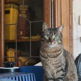 Picture of cat lost at Thurageau