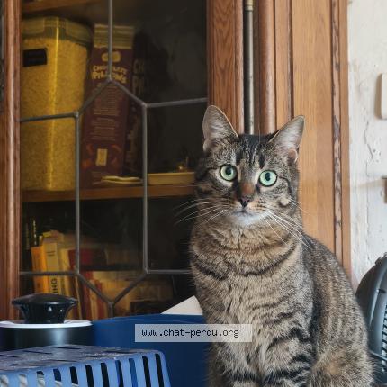 Photo 1/1 Kimi Chat lost in Thurageau