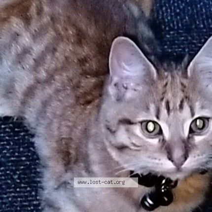 Picture of cat lost at Mangere