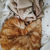 Picture of cat lost at Rognes