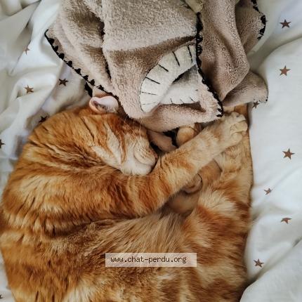 Photo 1/1 Voltaire Chat lost in Rognes