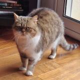 Picture of cat lost at Nancy