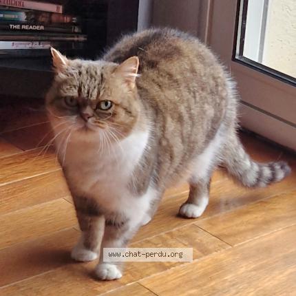 Photo 1/1 Orphée Chat lost in Nancy