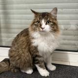 Picture of cat lost at Villeveque