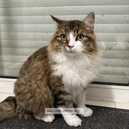 Photo 1/1 Saphirs Chat lost in Villeveque