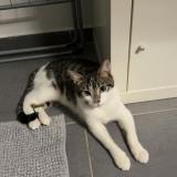 Picture of cat lost at Ormes