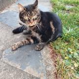 Picture of cat lost at Saint Jean Des Echelles