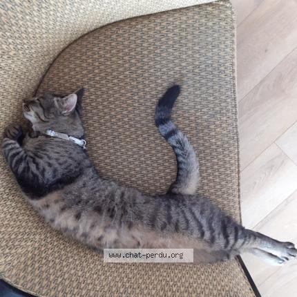 Photo 1/3 KOMO Chat lost in Rueil malmaison