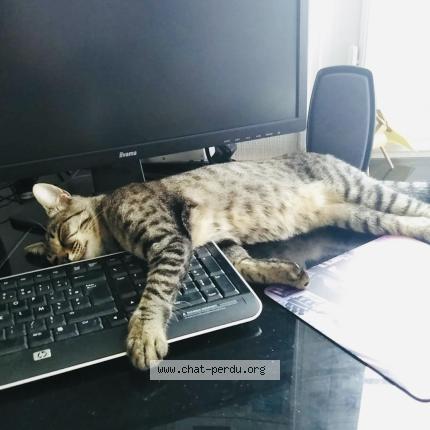 Photo 2/3 KOMO Chat lost in Rueil malmaison