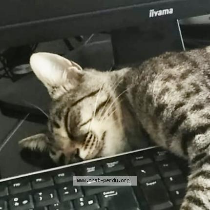 Photo 3/3 KOMO Chat lost in Rueil malmaison