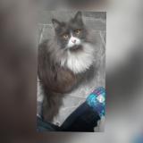 Picture of cat lost at Mons