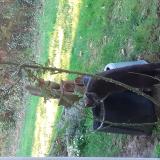 Picture of cat found at Ascain