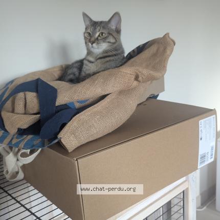 Photo 1/1 Patoune Chat lost in Cosswiller