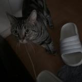 Picture of cat lost at La Courneuve