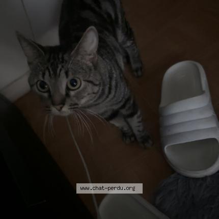 Photo 1/1 Seven Chat lost in La courneuve