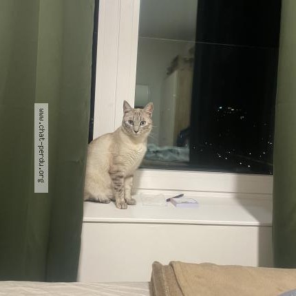 Foto 1/1 Kat teruggevonden Gevonden in Anderlecht