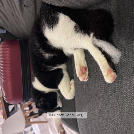 Photo 1/1 Hubert Chat lost in Montussan