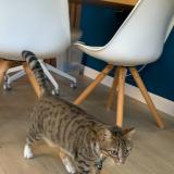 Picture of cat found at Bordeaux