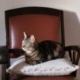 Picture of cat found at Fontenay Le Comte