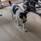 Picture of cat lost at Nantes