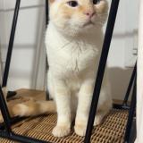 Picture of cat lost at Mont De Marsan