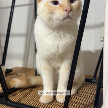 Photo 1/1 mimi Chat lost in Mont de marsan