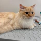 Picture of cat lost at Juziers