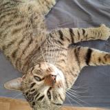 Picture of cat found at Medreac