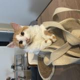 Picture of cat lost at Remiremont