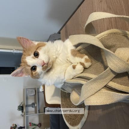 Photo 1/1 mego Chat lost in Remiremont