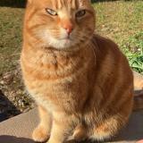 Picture of cat lost at Urimenil