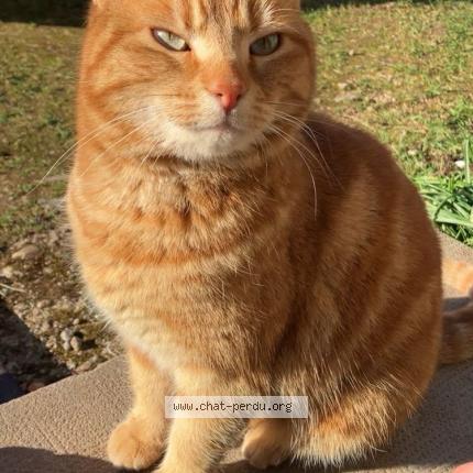 Photo 1/1 Rubis Chat lost in Urimenil