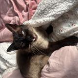 Picture of cat lost at Valognes